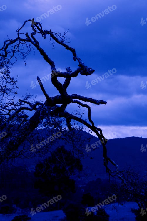 Preview: Aged Tree At Night