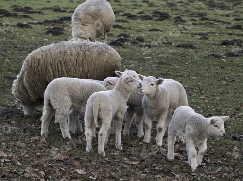 Preview: Sheeps