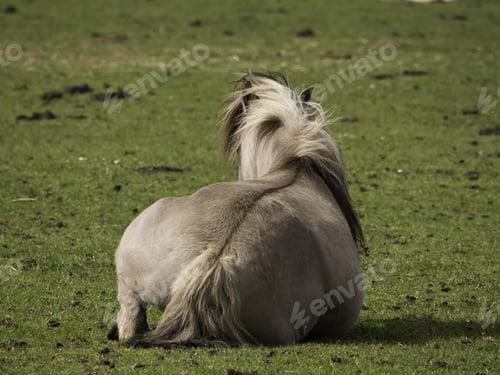 Preview: Horses