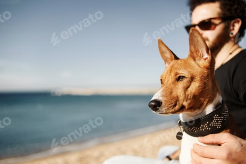 Preview: Close Up Portrait Dog Breed Basenji Sitting At Sand And Looking In Camera Enjoying Sun In
