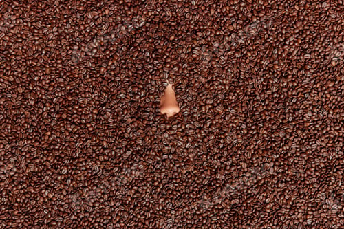 Preview: Humans Nose Poking Put Of Coffee Beans. Pleasant Smell From Roasted Grains. Unrecognizable Human