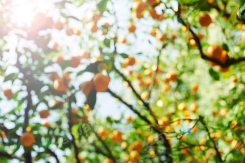 Preview: De-Focused Lights Background. Abstract Green Leaf And Orange.