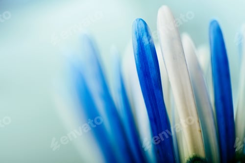 Preview: Shallow Depth Of Field Macro Shot Of The Petals Of A Blue And White Daisy In A Garden