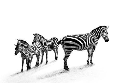 Preview: A Grayscale Shot Of Zebras On The Grass Under The Lights Against A White Background
