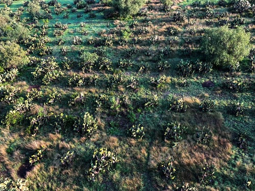 Preview: Beautiful Aerial View Of A Nopal And Tuna And Tuna Plantation In Mexico