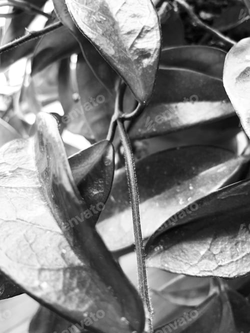 Preview: A Grayscale Vertical Closeup Shot Of An Exotic Plant