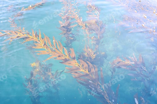 Preview: Close-Up Of Beautiful Plants Under The Water.