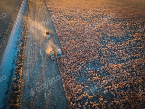 Preview: Harvest In The Argentine Countryside, Pampas, Argentina