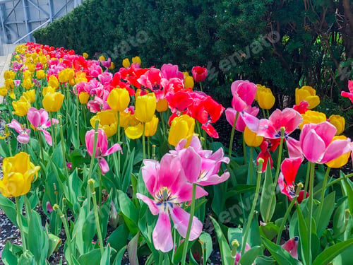 Preview: Beautiful Tulips Of All Types Of Colors In The City Of Chicago,