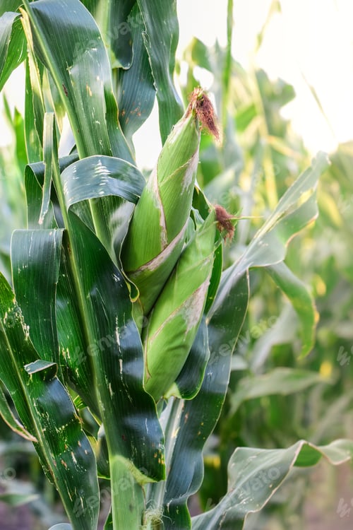 Preview: Corn Cob Growing On Plant, Buenos Aires Province, Argentina