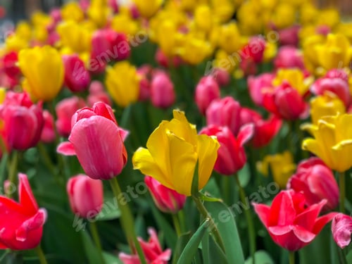 Preview: Beautiful Tulips Of All Types Of Colors In The City Of Chicago,