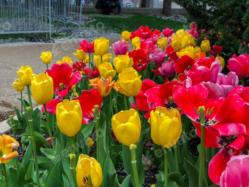 Preview: Beautiful Tulips Of All Types Of Colors In The City Of Chicago,