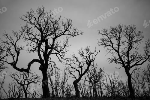 Preview: A Greyscale Of Tree Silhouettes Under A Cloudy Sky - Great For Backgrounds And Wallpapers