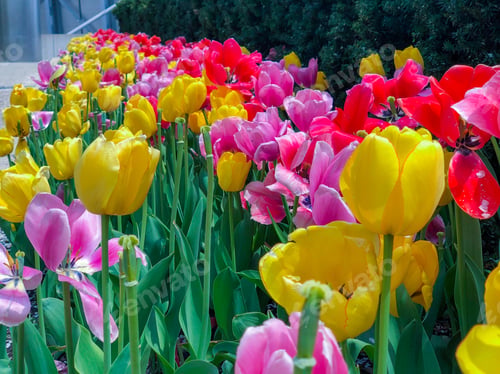 Preview: Beautiful Tulips Of All Types Of Colors In The City Of Chicago,