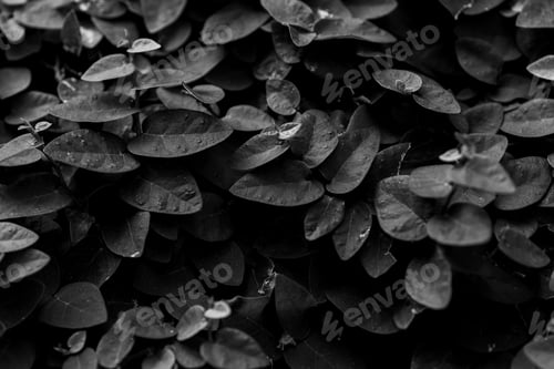 Preview: A Grayscale Shot Of Leaves Covered In Waterdrops
