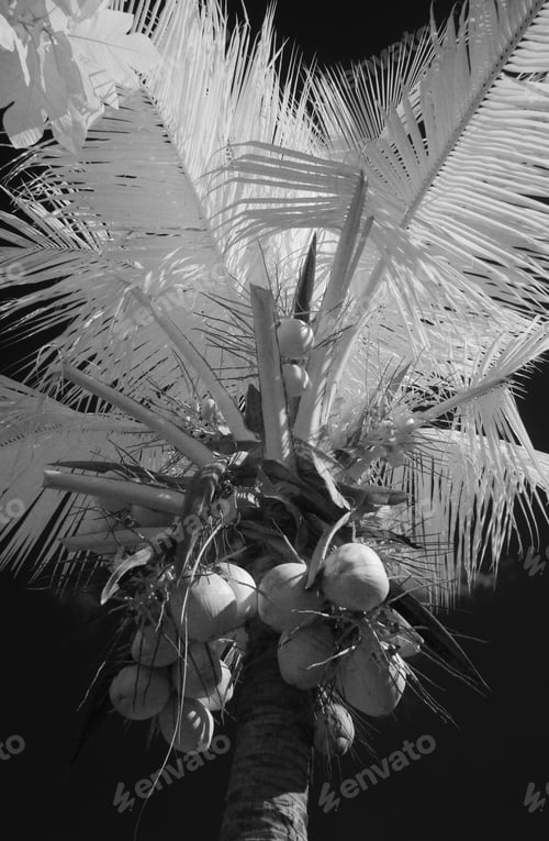 Preview: An Infrared Greyscale Shot Of A Palm Tree Under The Lights - Perfect For Wallpapers And Backgrounds