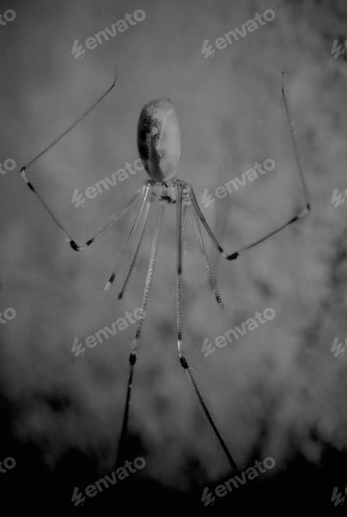Preview: A Grayscale Vertical Shot Of A Daddy Long-Legs Spider With A Blurred Background
