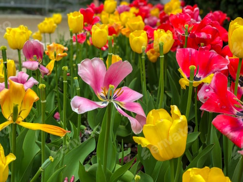 Preview: Beautiful Tulips Of All Types Of Colors In The City Of Chicago,