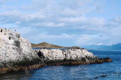 Preview: A Group Of Seals And Sea Lions In Beagle Channel Near Ushuaia, Tierra Del Fuego, Argentina.