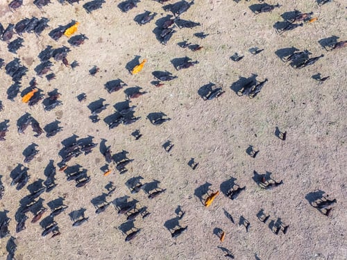 Preview: Meat Production, Livestock In Pampas Region, Aerial View,Argentina