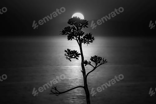 Preview: A Monochrome Picture Of A Tree With The Sea And The Sun On The Blurry Background