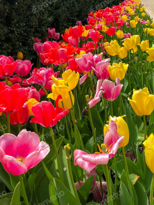 Preview: Beautiful Tulips Of All Types Of Colors In The City Of Chicago,