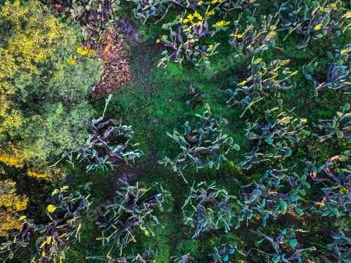 Preview: Beautiful Aerial View Of A Nopal And Tuna And Tuna Plantation In Mexico
