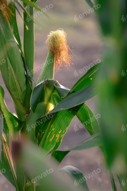 Preview: Cornfield In La Pampa Province, Argentina