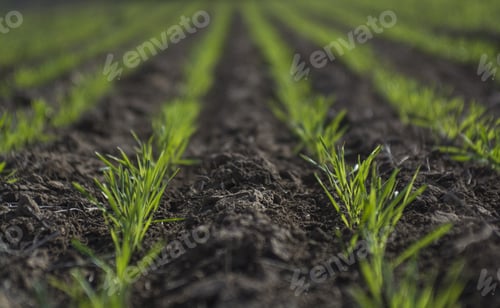 Preview: Feed Grass, La Pampa , Argentina