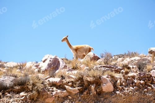Preview: Vicuna In Jujuy Province, Northern Argentina.