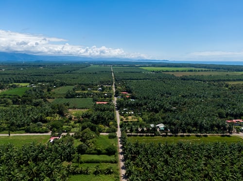 Beautiful Aerial View Of The African Palm Tree With A Rustic Road In The Middle In Costa Rica Beautiful Aerial View Of The African Palm Tree With A Rustic Road In The Middle In Costa Rica