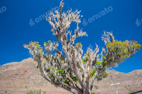 Preview: Tree In Desert