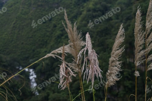 Preview: Ears With Beautiful Background