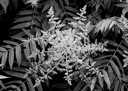 Preview: A Grayscale Shot Of Rhus Chinensis Plants In A Field - Great For Wallpapers