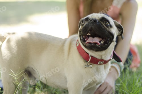 Preview: Portrait Of Cute Pug Dog And Owner Hanging Out At The Park