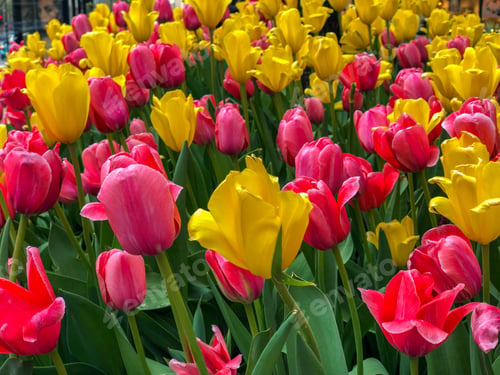 Preview: Beautiful Tulips Of All Types Of Colors In The City Of Chicago,