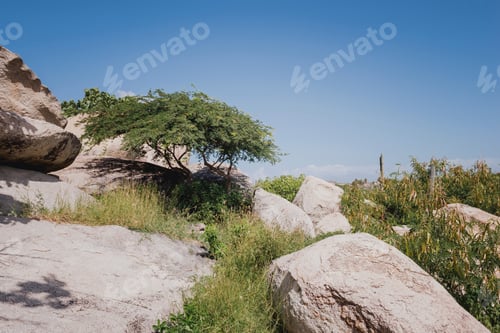 Preview: Tree And Stones In Aruba