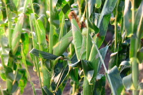 Preview: Cornfield In La Pampa Province, Argentina