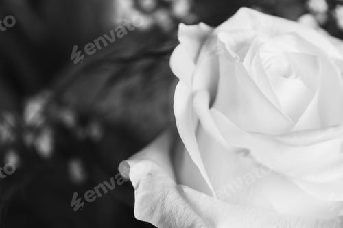 Preview: A Closeup Greyscale Shot Of A Beautiful White Rose With A Blurred Background