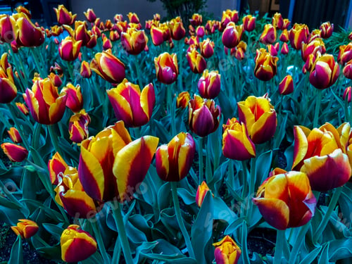 Preview: Beautiful Tulips Of All Types Of Colors In The City Of Chicago,