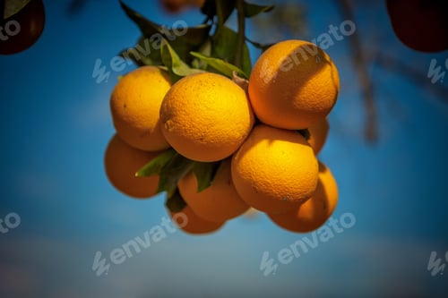Preview: Oranges On Your Tree Ready To Harvest