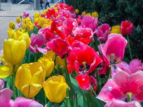 Preview: Beautiful Tulips Of All Types Of Colors In The City Of Chicago,