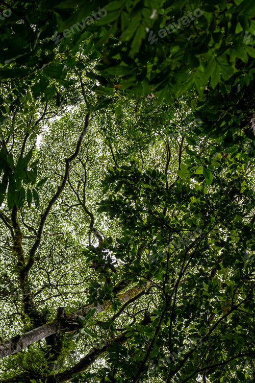 Preview: Beautiful View Of The Magnificent Costa Rica Rainforest Trees And Fauna
