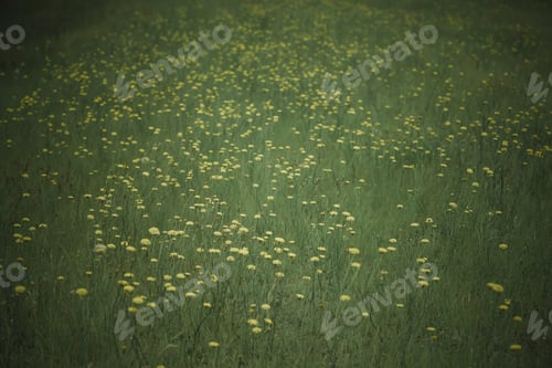 Preview: Flowery Landscape In The Plain, La Pampa, Patagonia, Argentina