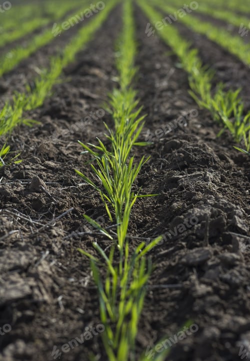 Preview: Feed Grass, La Pampa , Argentina