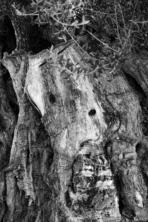 Preview: A Greyscale Of Tree Barks With Engraving Surrounded By Greenery Under Sunlight