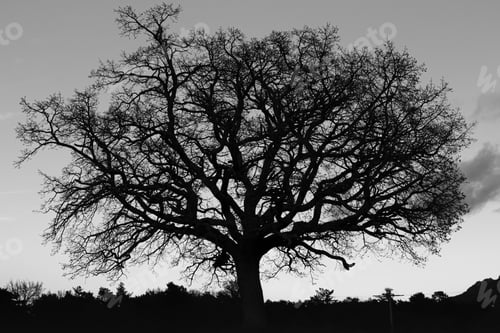 Preview: A Greyscale Of A Tree Surrounded By Greenery Under Sunlight And A Cloudy Sky