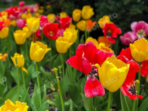 Preview: Beautiful Tulips Of All Types Of Colors In The City Of Chicago,