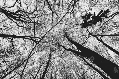 Preview: A Low Angle Grayscale Shot Of Trees In The Forest