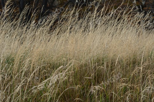 Preview: Close-Up Of Wheat Field In Beautiful Landscape.